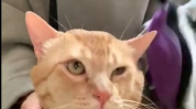 小姐姐养不养宠物猫,小姐姐的宠物猫养成记